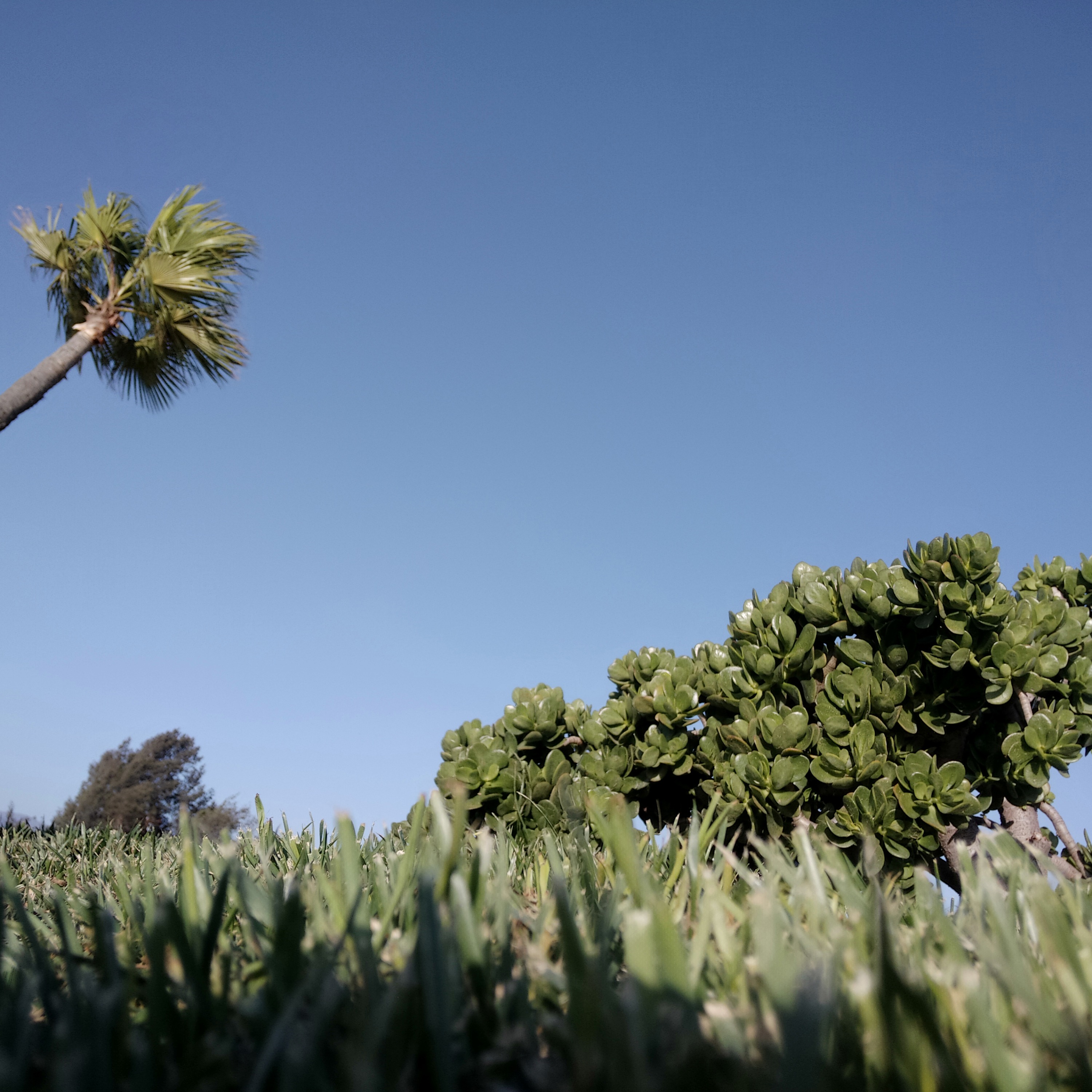 [RSSCOM] Apple explusive